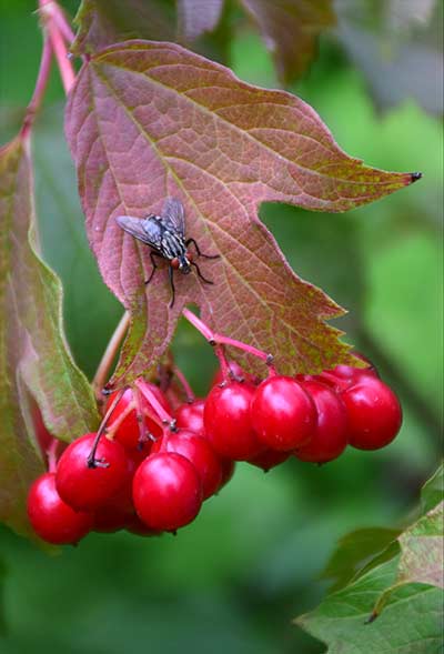 Борьба с мухами осенью