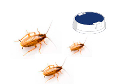 Питание тараканов