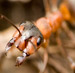 Укусы муравьев болезненны