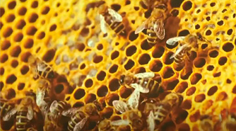 Пчеловодство защита от вредителей