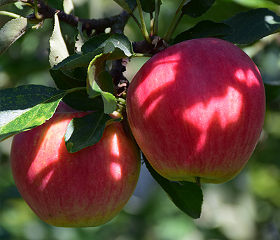 Обработка яблони актарофитом
