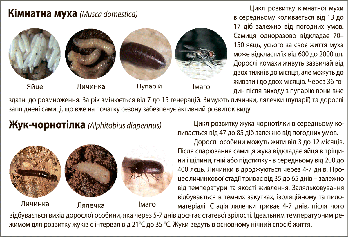 Комахи їх личинки та розвиток