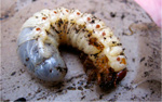 Личинка майского жука, хруща