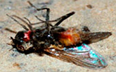 Смерть мухи после контакта с приманкой Квик Байт спрей