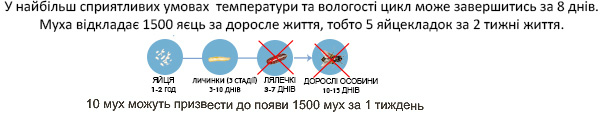 Ларвенол перериває розвиток комах на дорослу особину