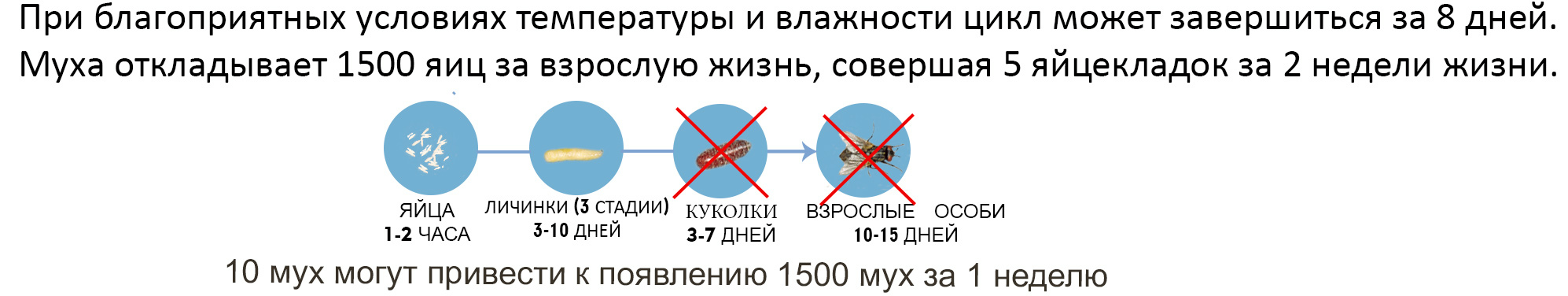 Цикл развития от яйца до имаго