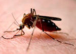 Биологический препарат для уничтожения личинок комара Бактокулицид