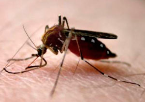 Средство для уничтожения комаров