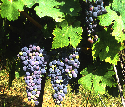 Применение гаубсина на винограде