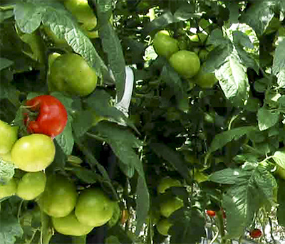Обработка помидоров и других овощей препаратом гаубсин