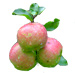 осы уничтожают урожай яблок, груш, винограда