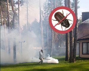 защита растений на дачных участках от насекомых-вредителей и болезней