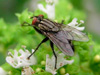 уничтожение летающих насекомых вредителей